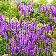 Maybe you would like to learn more about one of these? Liatris Spicata Blazing Star K Van Bourgondien