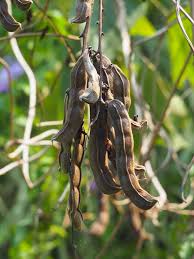 Image result for Mucuna pruriens