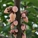 Image result for Diospyros crassiflora