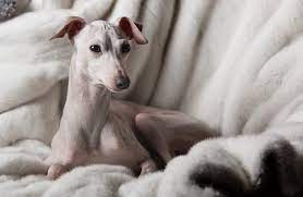 Our mission is to preserve and protect the unique qualities of our breed and to share our knowledge with others. Italian Greyhound Description Energy Level Health Interesting Facts