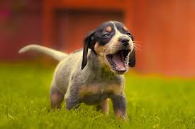 Bluetick puppies are born mostly white, with black markings. Bluetick Coonhound Dog Breed Information