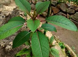 Image result for Phytolacca dioica