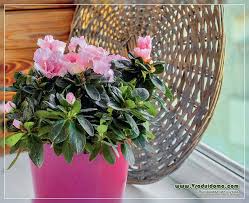 アザレア 写真 家庭での植え付けとケア 庭 夏の住居 家の植物に関するサイト