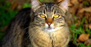 pin by julie taylor the organizing f on animals cats tabby cat beautiful cat