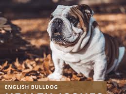 What does an english bulldog look like. Raising Awareness About English Bulldog Health Issues Pethelpful