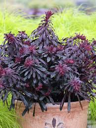 Image result for Euphorbia