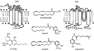 Schematic Illustrations Of Cb1 And Vr1 Receptors With Examples Of Download Scientific Diagram