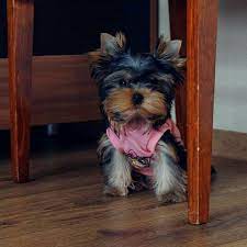 Yorkie Puppies For Sale Columbus Ohio Yorkie Puppy For Sale Yorkie Puppy Yorkie