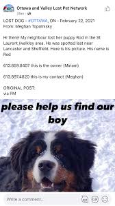 We are staffed by volunteers from coast to coast who ensure each bernese mountain dog receives medical care, professional training if needed and general care. Bernese Mountain Dog Club Of Canada Rescue Home Facebook