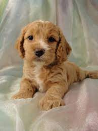 Check out our comprehensive look at cockapoo puppy colours. Cockapoo Puppy Breeder In Joice Iowa