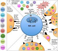 Frontiers Human Nk Cells And Herpesviruses Mechanisms Of Recognition Response And Adaptation Microbiology