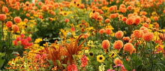Flowers are usually gifted for their visual beauty and striking features, but arranging a bouq based off of the best smelling flowers will show how much thought you put into selecting the perfect gift for your recipient. Which Flowers Smell The Best