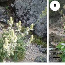 Image result for Polygala kalaboensis