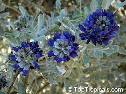 While their beautiful blooms and evergreen foliage attract the attention of many landscapers, they are also prized for their wide adaptability, growing well in both shade and in sun. Sophora Secundiflora Texas Mountain Laurel Toptropicals Com