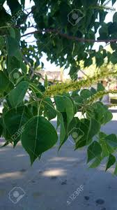Small yellow flowering tree florida. Chinese Tallow Tree Florida Aspen Chicken Tree Triadica Sebifera Also Known As Sapium Sebiferum Tree With