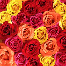 50 beautiful flower meanings that will surprise you. Flower Meanings Learn The Language Of Flowers Hallmark Ideas Inspiration