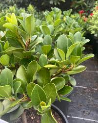 Image result for Hippocratea indica