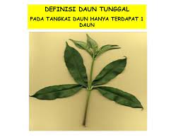 We did not find results for: Daun Tunggal Folium Simplex Ppt Download