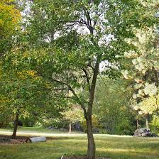 Washington hawthorn trees with white flowers in spring. Buy Affordable Washington Hawthorn Trees At Our Online Nursery Arbor Day Foundation Buy Trees Rain Forest Friendly Coffee Greeting Cards That Plant Trees Memorials And Celebrations With Trees And More