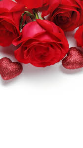 White Rose Red Rose Images Free Download Download hd rose wallpapers best collection. white rose red rose images free download