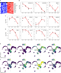 Characterization of naked mole‐rat hematopoiesis reveals unique stem and  progenitor cell patterns and neotenic traits | The EMBO Journal