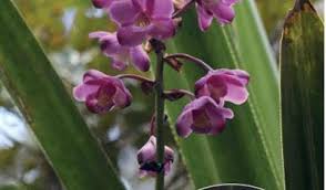 Image result for Platycoryne crocea