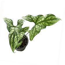 Image result for Cercestis congensis