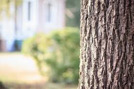 You can also upload and share your favorite nature background hd. 100 000 Best Tree Background Photos 100 Free Download Pexels Stock Photos