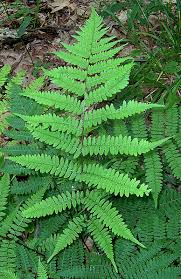 Image result for Athyrium annae