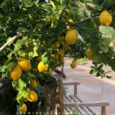 Air pollution can be another reason your tree isn't fruiting, as young buds don't like smog, so if the air quality is bad during this time, your citrus crop can suffer as a result. How To Grow Citrus In Arizona Growing In The Garden