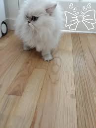 Keeping the fur on the animal's belly short makes the groom easier and keeps your. Cat Bath Spiffy Kitty House Call Cat Grooming
