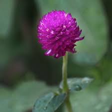Image result for Gomphrena globosa