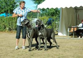 Great Dane Size And Growth Chart Great Dane