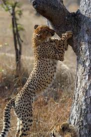 Cheetah By James Temple Animals Beautiful Animals Wild Cats