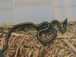 The garter snake (thamnophis sirtalis) was designated as the official reptile of the commonwealth of massachusetts in 2007. Texas Garter Snake Wikipedia