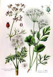 Image result for Pimpinella