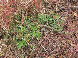 Image result for Crotalaria ononoides