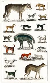 Collection Of Animals In The Canine And Feline Family From A History Of The Earth And Animated Nature 1820 By Oliver Go Animals Animal Art Free Illustrations