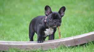 They will be vet checked and are up to date with their shots and dewormer to ensure great health. Acre Lake Frenchies