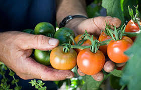 The best answer is to increase the volume of compost. Bbc Gardening Gardening Guides Techniques How To Use A Growing Bag