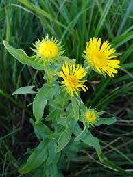 Image result for Pentanema