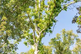 Abbiamo tutte le soluzioni alla domanda fiore giallo verdognolo e altri 800 mila domande da varie cruciverba. Gli Alberi Parco Storico Villa Serra