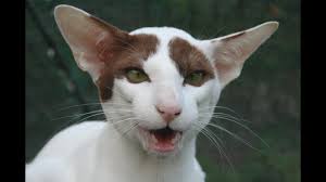 The oriental shorthair is a breed of domestic cat that is developed from and closely related to the siamese cat. Oriental Cat Breed Facts And Personality Youtube