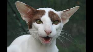 Short asian hairstyles, including bob cuts, have always been extremely popular. Oriental Cat Breed Facts And Personality Youtube