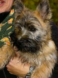 Sizes range from fairly small, as in the norfolk, cairn or west highland white terrier, to the larger and grand airedale terrier. Cairn Colors Cairn Life Cairntalk
