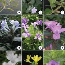 Image result for Barleria sp. D (near holubii)