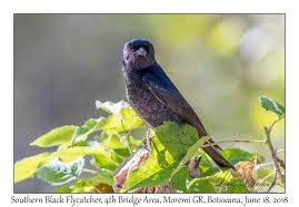 Image result for Calostephane divaricata