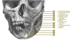Inner Lip Anatomy Diagram Liptutor Org