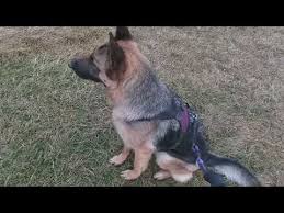 Hemangiosarkoma Angiosarkoma Kopek Kanser Necla Cemaloglu Zagor Roportaj Youtube