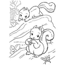 Download and print out this cartoon squirrel with acorn coloring page. Top 25 Free Printable Squirrel Coloring Pages Online